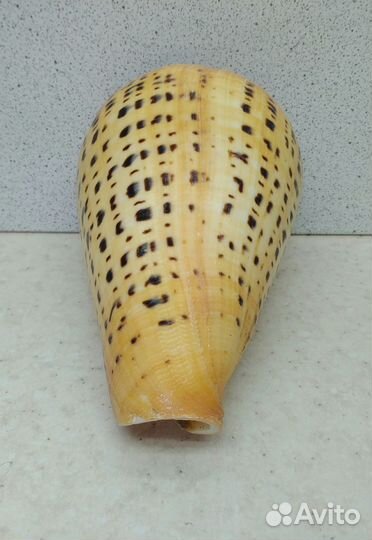 Конус Бетулинус 10,70 морская ракушка раковина