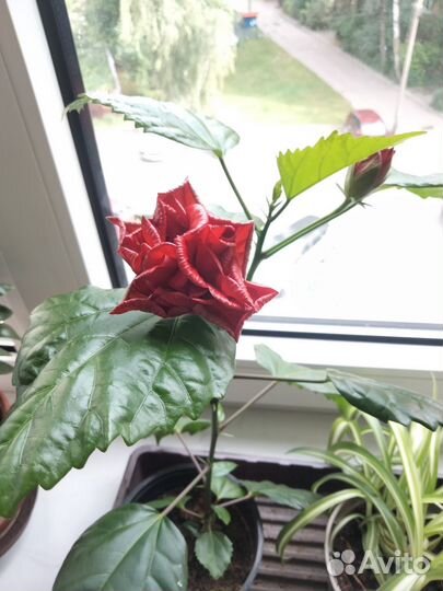 Гибискус цветущий