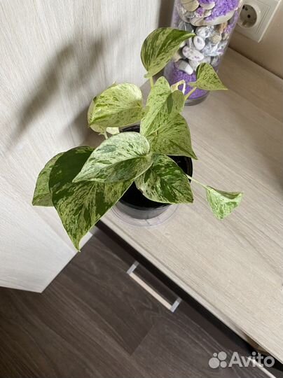 Сциндапсус