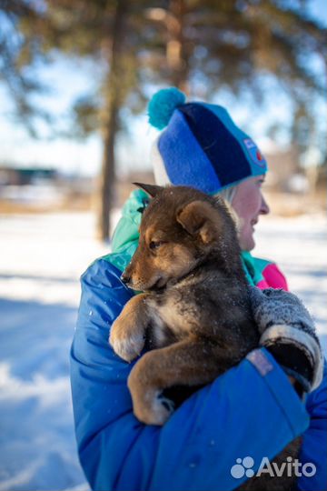 Девочки-лисички в поиске дома