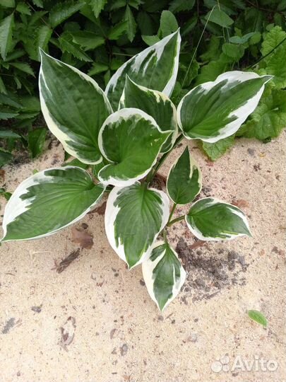 Хосты. Патриот, Черри Берри, Эль Ниньо и др