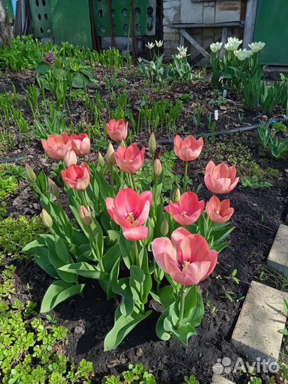 Тюльпаны луковицы