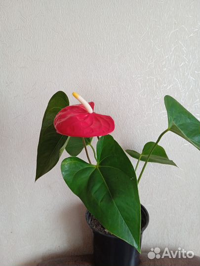 Комнатные растения