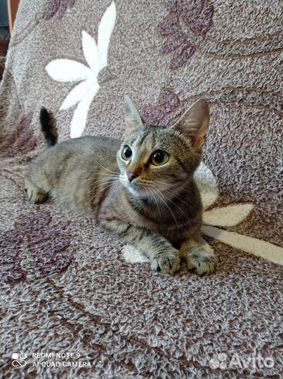 Отдам в добрые руки