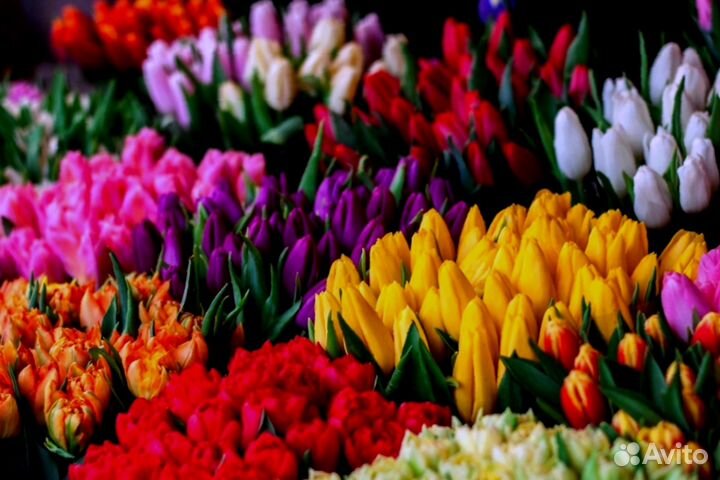 Тюльпаны к 8 марта оптом