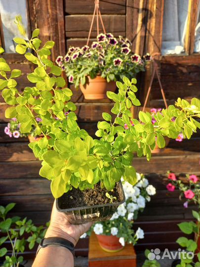 Барбарис Тунберга