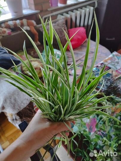 Хлорофитум хохлатый вариегата