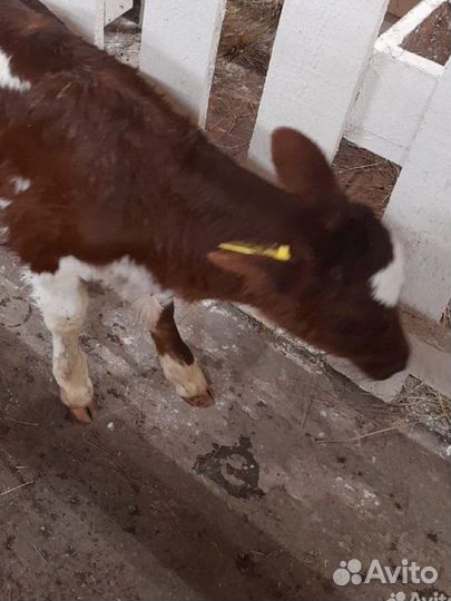 Телята бычки