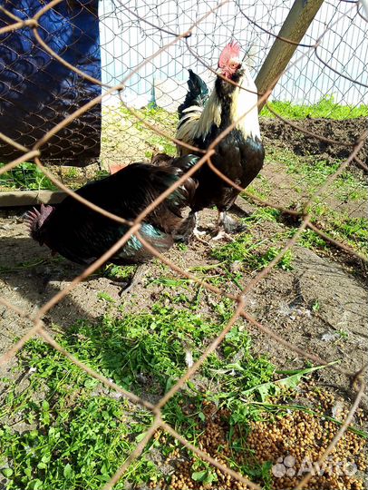 Петух Фавероль Маран Ухейилюй