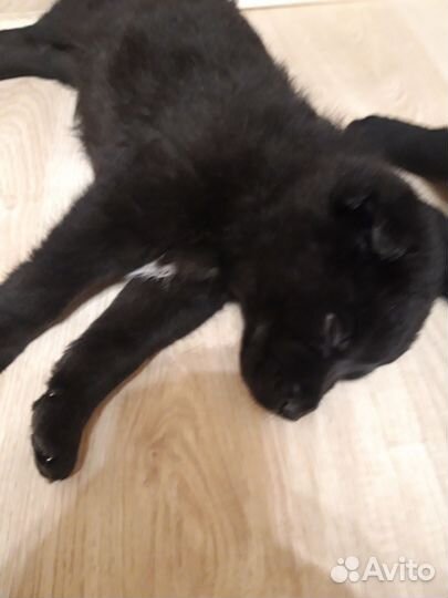 Два крепыша