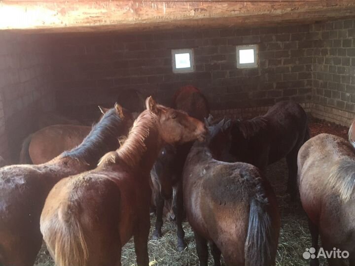 Жеребята 2023 года