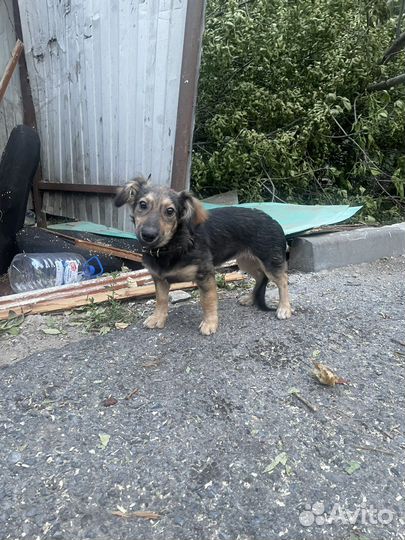 Собака в добрые руки щенок