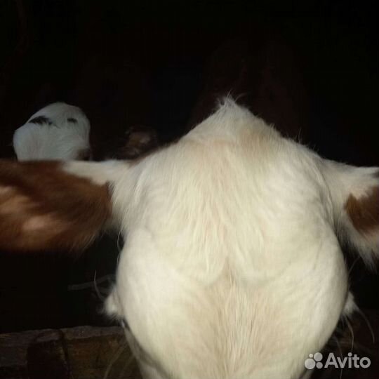 Айширская корова