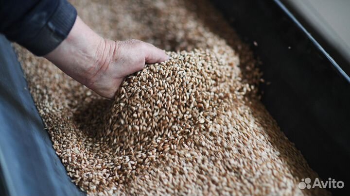 Зерно, пшеница