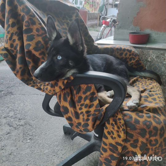 Голубоглазая Эльза