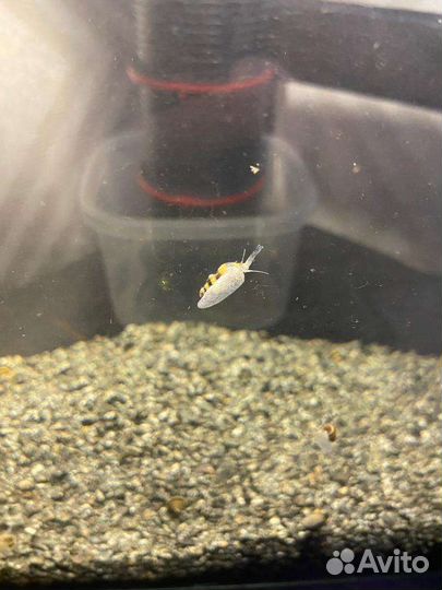 Улитка Хелена