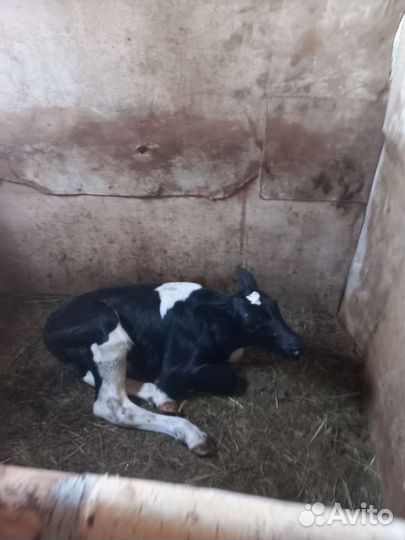 Бычки голштины