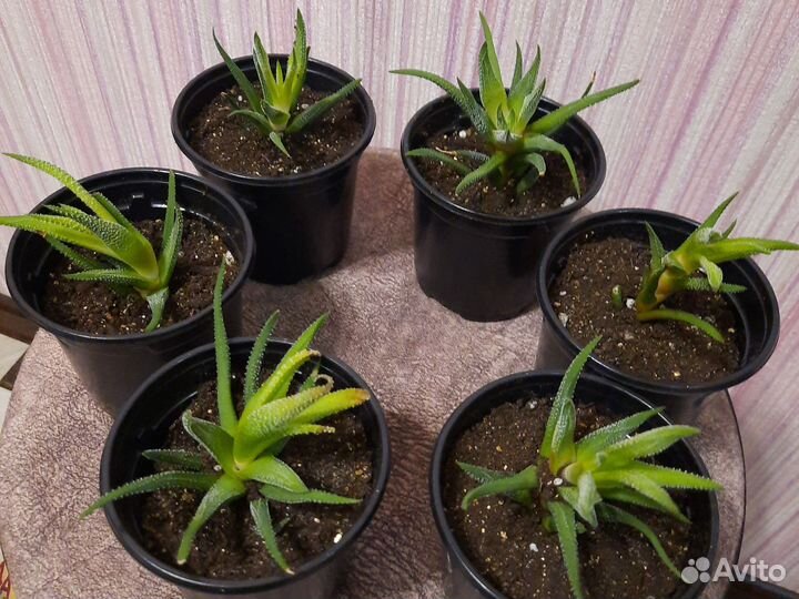 Суккуленты хавортия