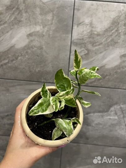 Педилантус