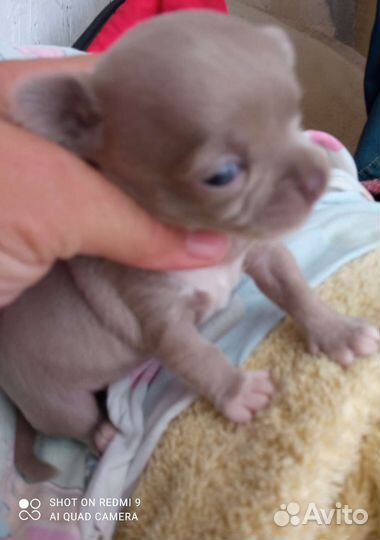 Щенки чихуахуа мини