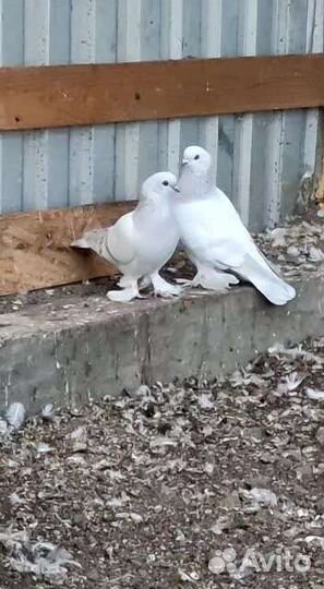 Продажа голубей