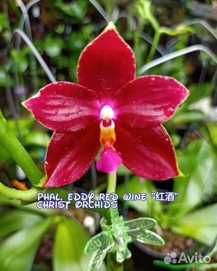 Орхидея фаленопсис Eddy Red Wine
