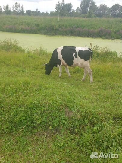 Корова дойная молочная