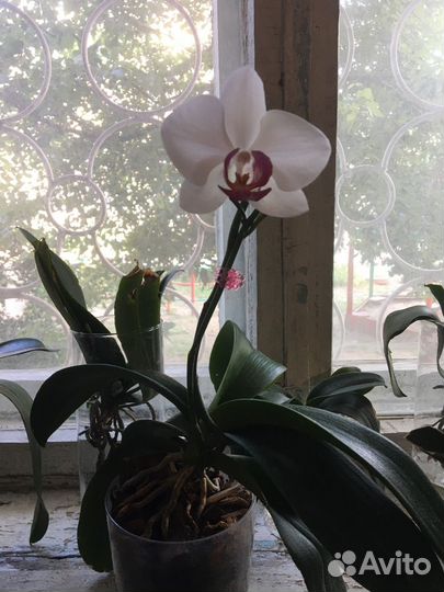 Орхидея фаленопсис