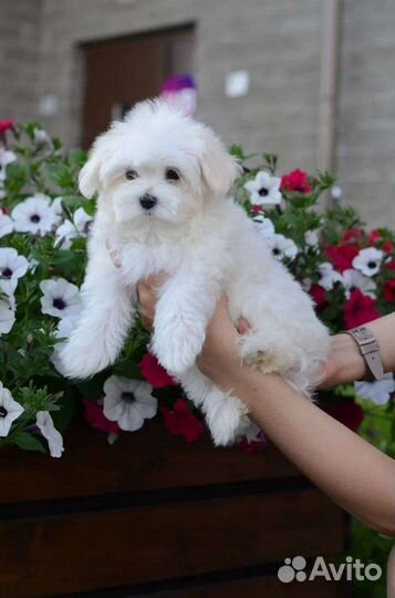 Щенок Мальтезе мини девочка