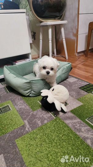 Вязка мальтезе кабель