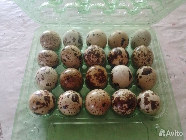 Яйца перепелиные