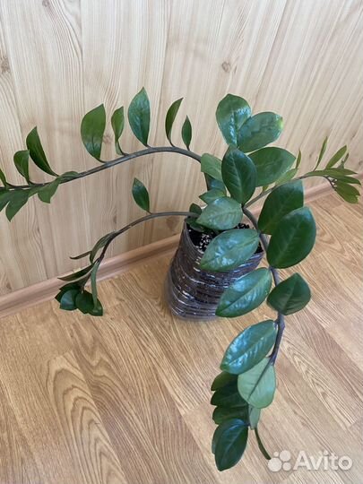 Замиокулькас