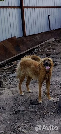 Отдам в добрые руки