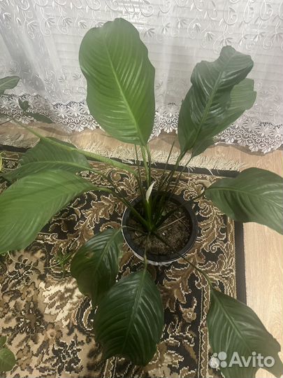 Спатифиллум