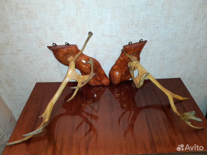Красивые рога оленя