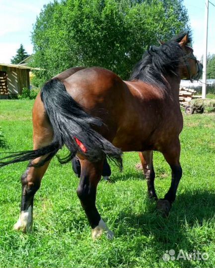 Кобыла тяжеловоз