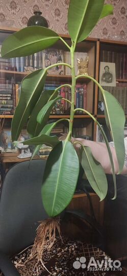 Фикус Росток здоровый