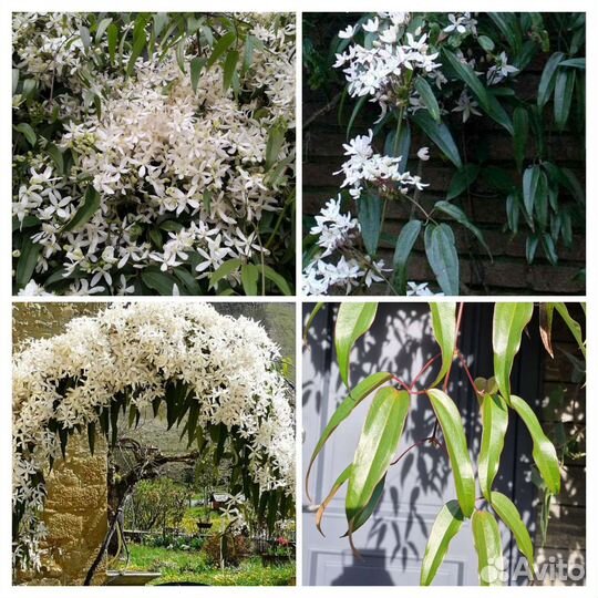 Клематис вечнозеленый Арманди Armandi