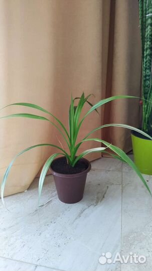 Эухарис, бегония, монстера