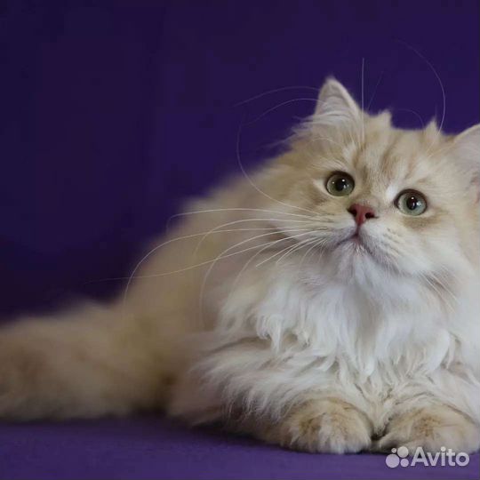 Британский длинношерстный золотой котик