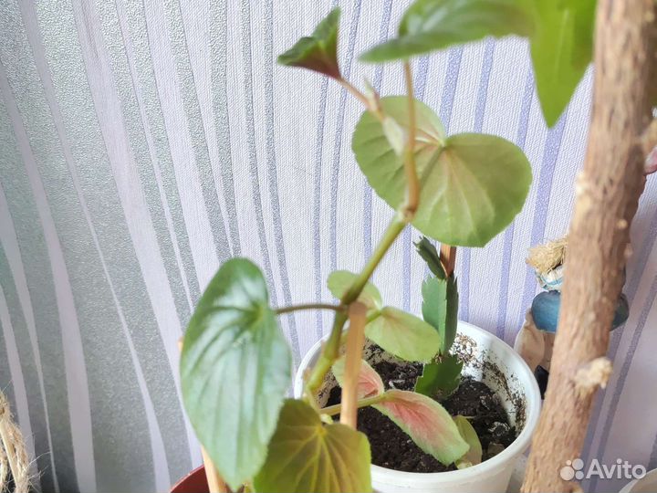 Хамедорея, бегония, драцена