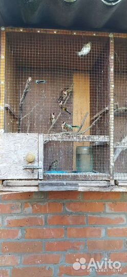 Продаю певчих птиц щеглы, чижи, зяблики, овсянки