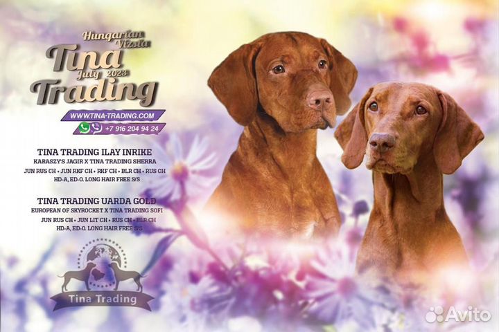 Венгерская выжла - запись на щенков