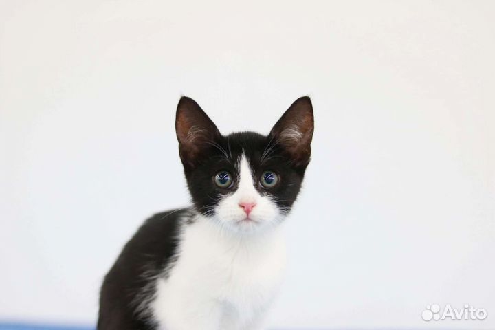 Воспитанный котенок