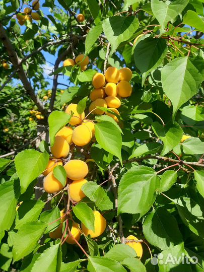 Саженцы абрикос