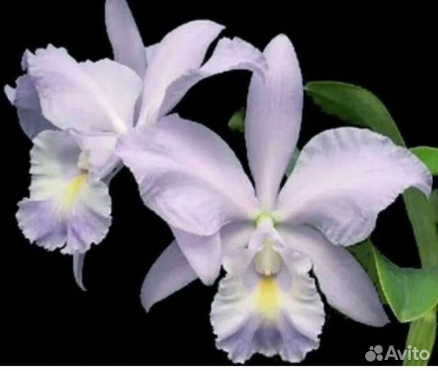 Орхидея cattleya sea breeze