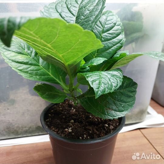 Гортензия ремонтантная