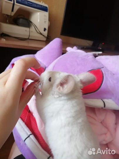 Шиншилла (мальчик)