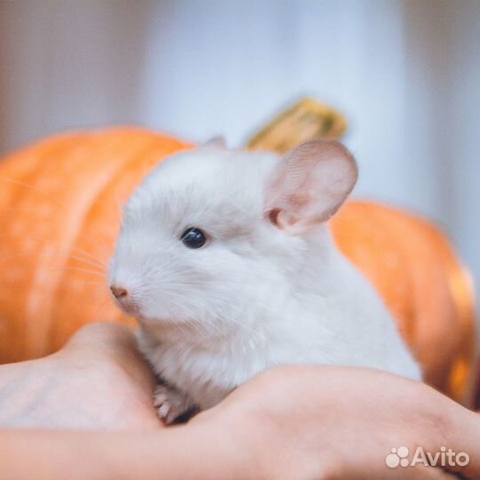Шиншиллы