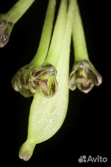 Микро орхидея Bulbophyllum physometrum
